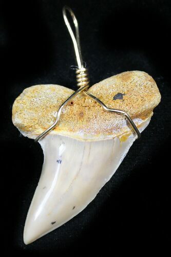 Fossil Mako Tooth Pendant - Bakersfield, CA #26101